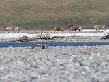 Vacation Alaska and Northwest  Caribou